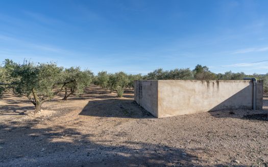 Finca plana de olivos con agua (796)