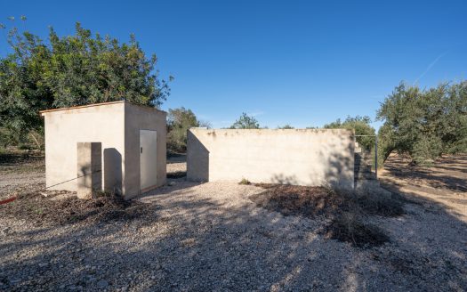 Finca plana de olivos con agua (796)