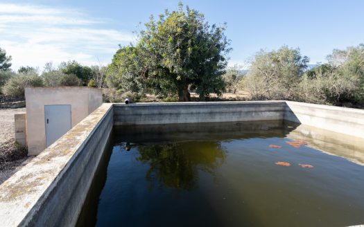 Finca plana de olivos con agua (796)