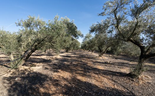 Finca plana de olivos con agua (796)