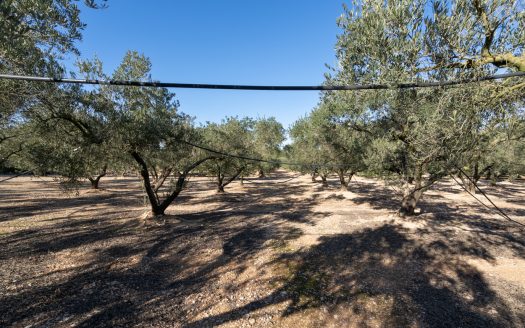 Finca plana de olivos con agua (796)