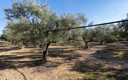 Finca plana de olivos con agua (796)