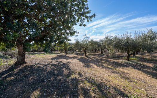 Finca plana de olivos con agua (796)