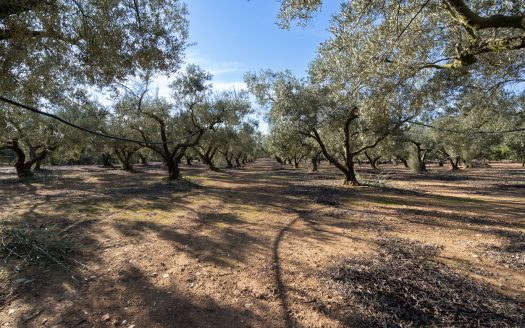 Finca plana de olivos con agua (796)