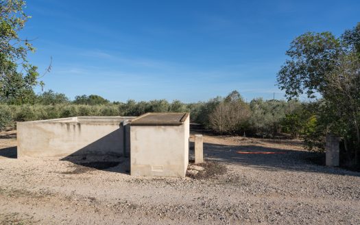 Finca plana de olivos con agua (796)