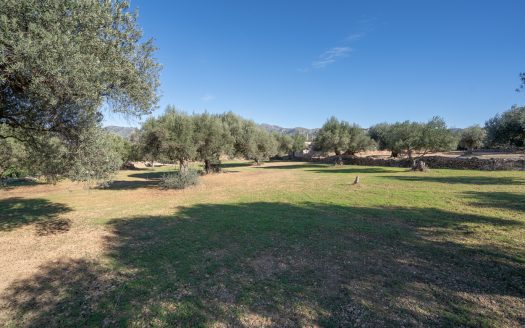 Flat rustic land with olive trees (800)