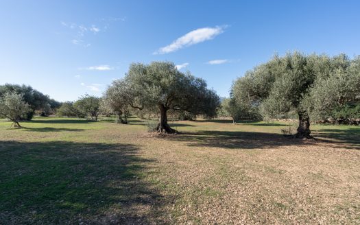 Flat rustic land with olive trees (800)