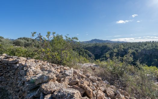 Finca plana de olivos en lugar elevado (800)