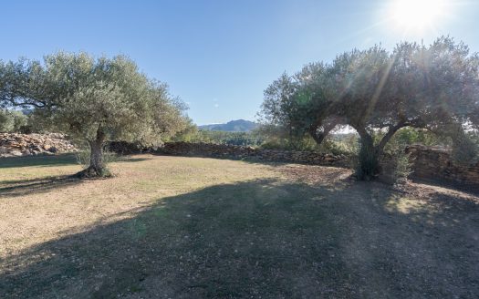 Flat rustic land with olive trees (800)