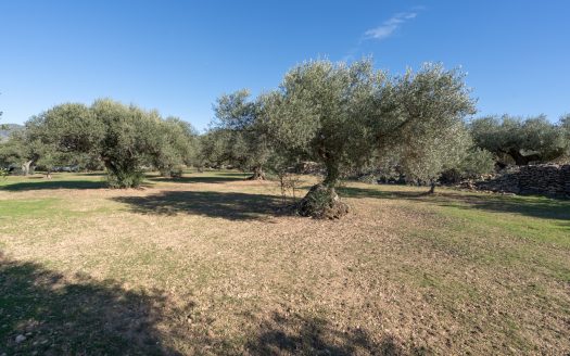 Flat rustic land with olive trees (800)