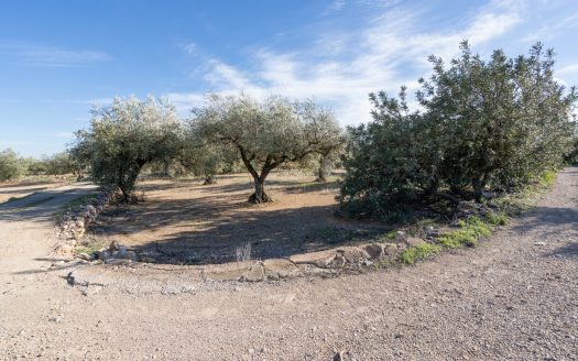 A long olive tree plot of land (817)