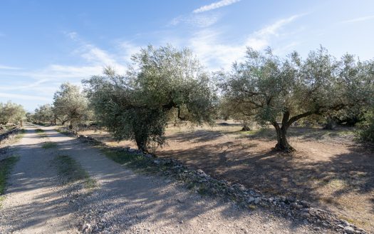 A long olive tree plot of land (817)