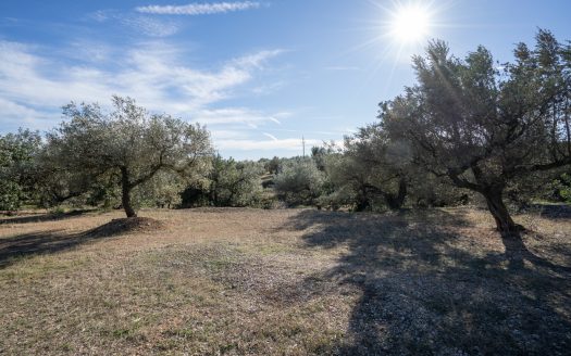 A long olive tree plot of land (817)