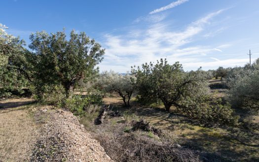 A long olive tree plot of land (817)