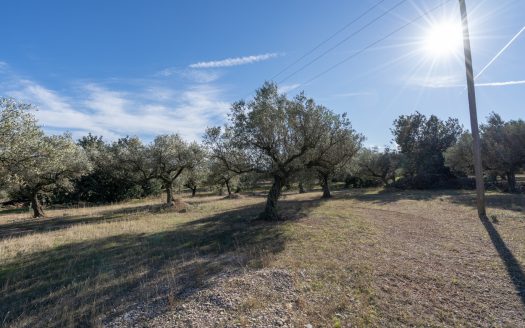 A long olive tree plot of land (817)