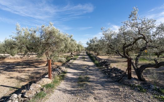 A long olive tree plot of land (817)