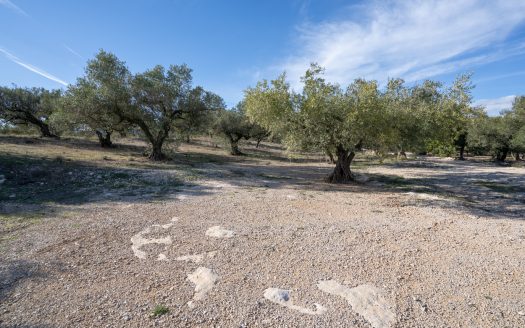 Small land with olive trees and a nice view (818)