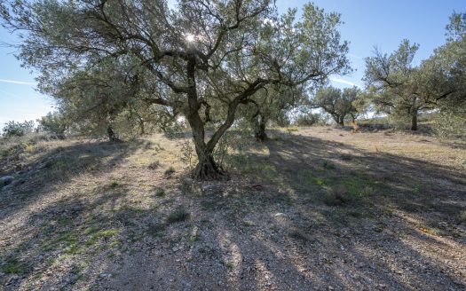 Small land with olive trees and a nice view (818)