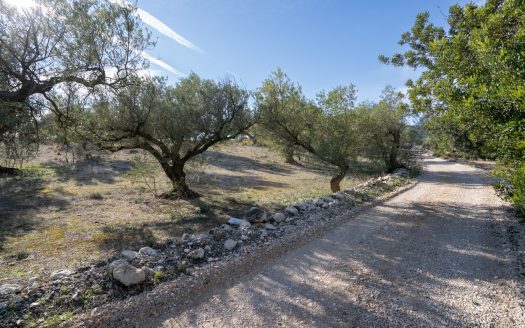 Small land with olive trees and a nice view (818)