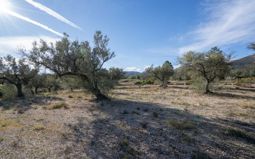 Small land with olive trees and a nice view (818)