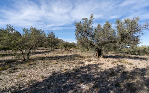 Small land with olive trees and a nice view (818)