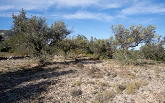 Small land with olive trees and a nice view (818)