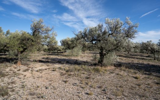 Small land with olive trees and a nice view (818)