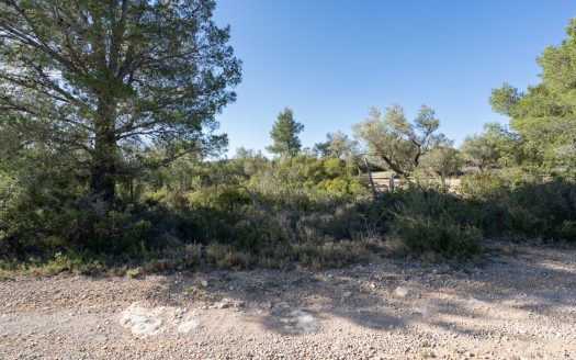 Una finca rocosa i abandonada (850)