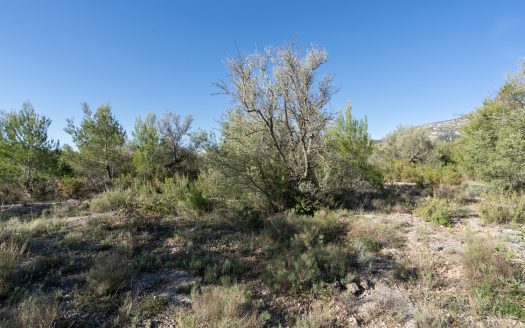 Una finca rocosa i abandonada (850)