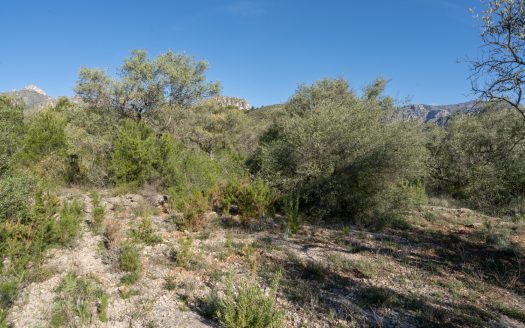 Una finca rocosa i abandonada (850)