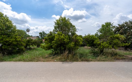 Huerto con naranjos cerca del río (876)