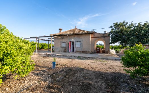 Big farm of tangerines with a house (882)