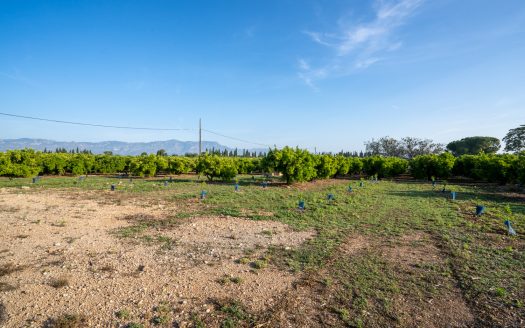 Big farm of tangerines with a house (882)