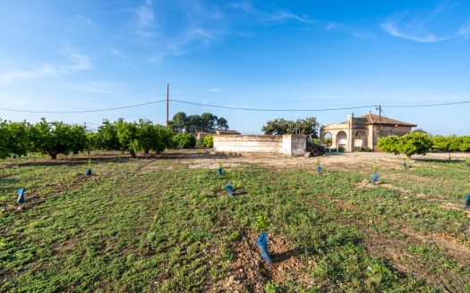 Big farm of tangerines with a house (882)