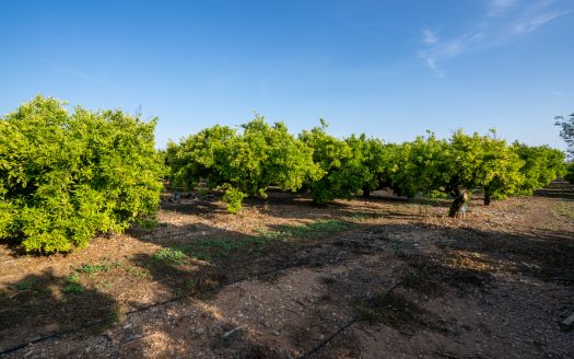 Big farm of tangerines with a house (882)