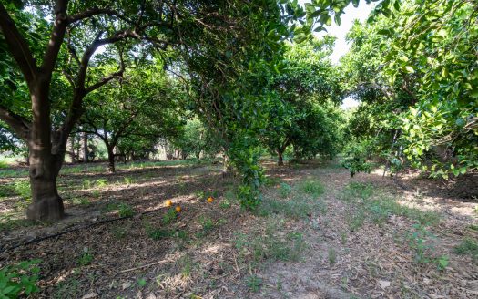 A riverfront orange grove (897)