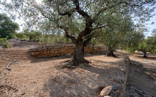 Vistas rurales (900)