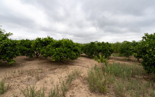 Un projecte ambiciós (903)