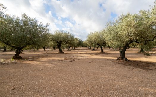 Agua de riego y buen acceso (932)