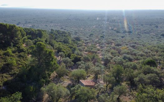 El paisaje de la montaña (966)