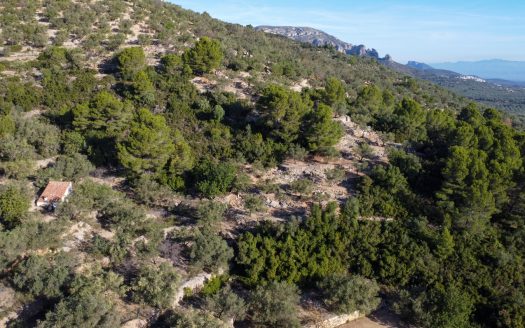 El paisaje de la montaña (966)