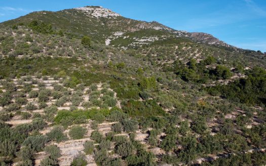 El paisaje de la montaña (966)