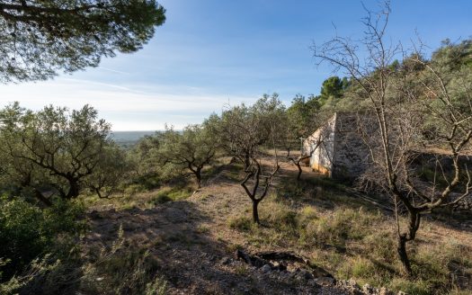 El paisaje de la montaña (966)