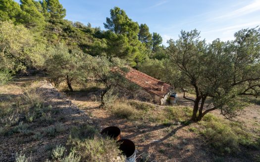 El paisaje de la montaña (966)