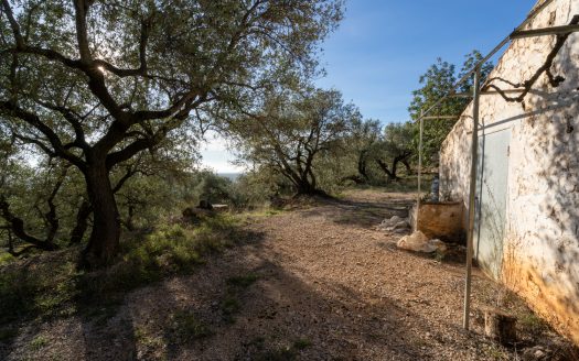 El paisaje de la montaña (966)