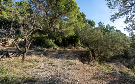 El paisaje de la montaña (966)