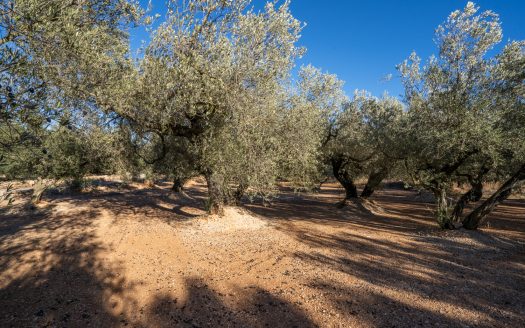 Pequeña finca con buen acceso (983)