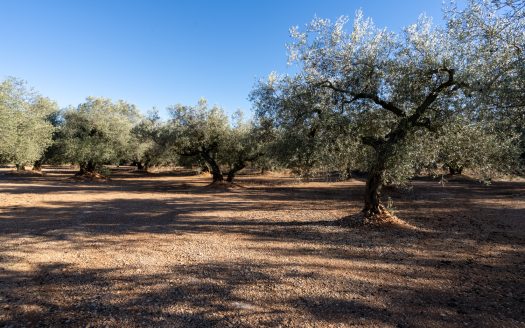 Pequeña finca con buen acceso (983)