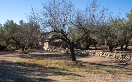 Big flat piece of land with olive trees (984)