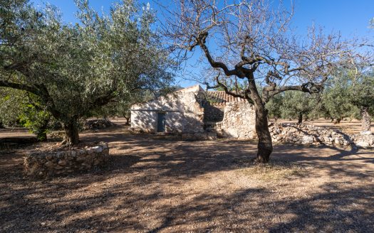 Big flat piece of land with olive trees (984)